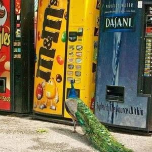 Meet your Posher, Marie